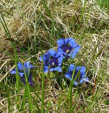 Huettentraum