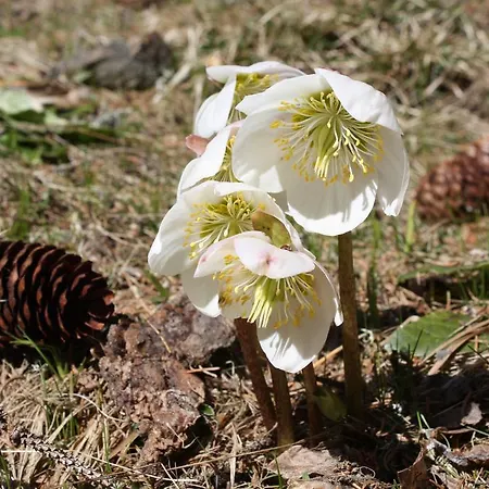 Huettentraum Flattnitz