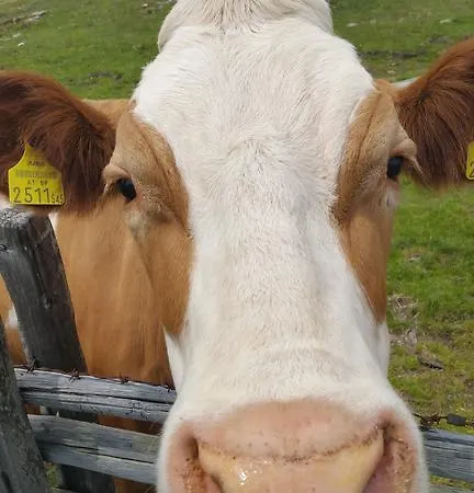 Alpehytte Huettentraum *