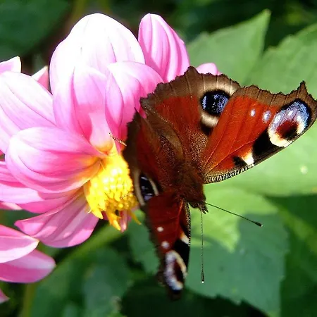 Alpehytte Huettentraum *