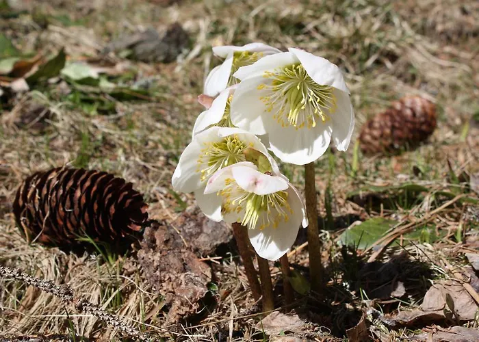 Huettentraum Flattnitz