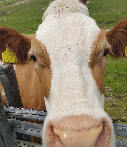 木屋 Huettentraum *