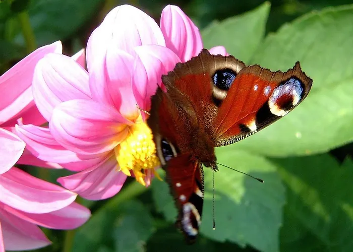 木屋 Huettentraum *